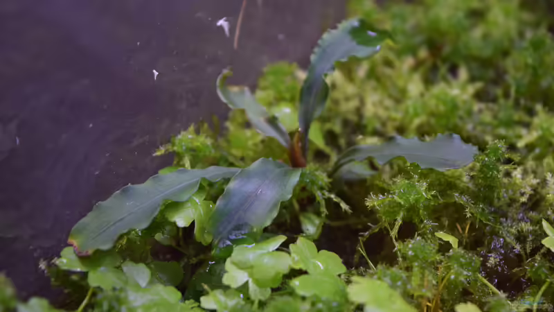 Bucephalandra sp von Junglist (23)