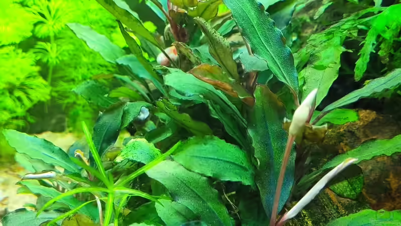 Bucephalandra spec. auf versteinerten Holz von Max Wolf (3)