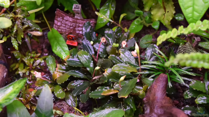 Bucephalandra spec. Deep Purple von Junglist (33)