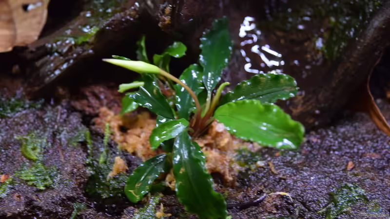 Bucephalandra sp. Green Velvet im Aquarium pflegen (Einrichtungsbeispiele für Bucephalandra sp. Green Velvet)