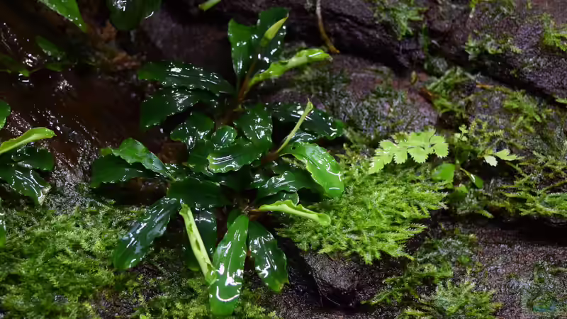 Bucephalandra spec. Wavy Green Leaf von Junglist (42)