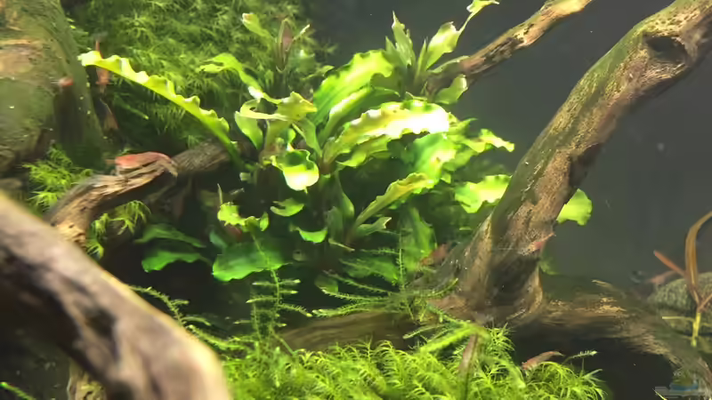 Bucephalandra spec. Wavy Leaf von Danny (13)