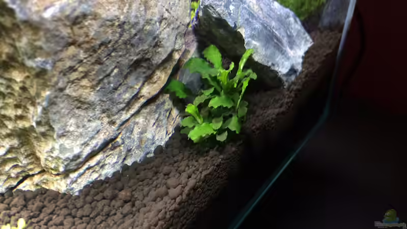 (Bucephalandra spec. ´Wavy Leaf´ von Fabian K. (5)