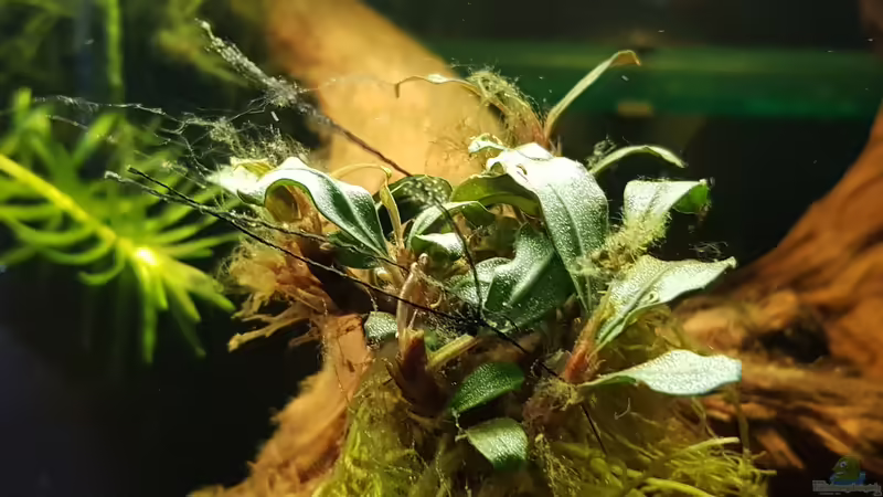 Bucephalandra spec. Wavy Leaf von Max Latinski (4)