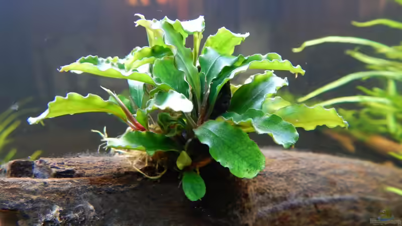 Bucephalandra spec. Wavy Leaf von Merotheq (31)