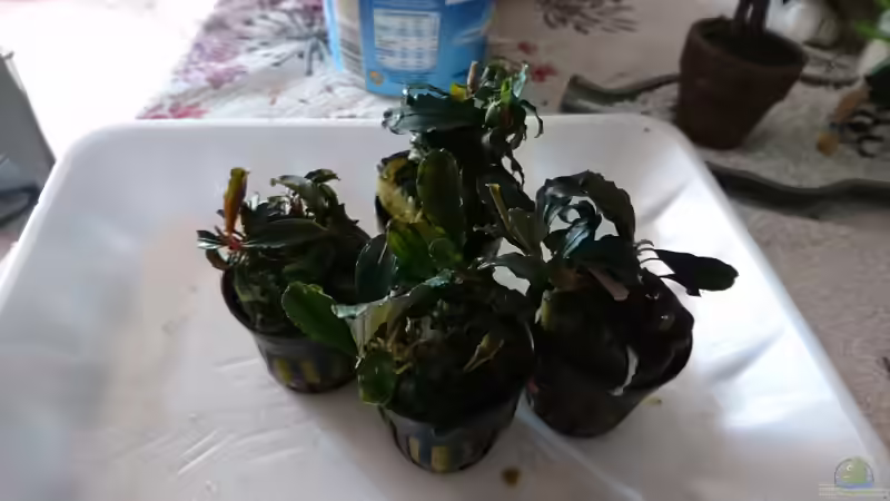 Bucephalandra Theia red von Inuki (8)