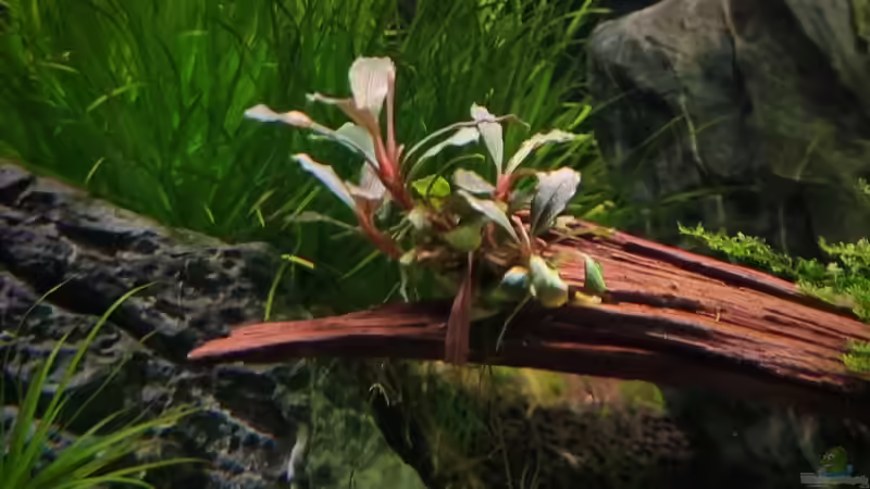 Bucephalandra von Comander (16)