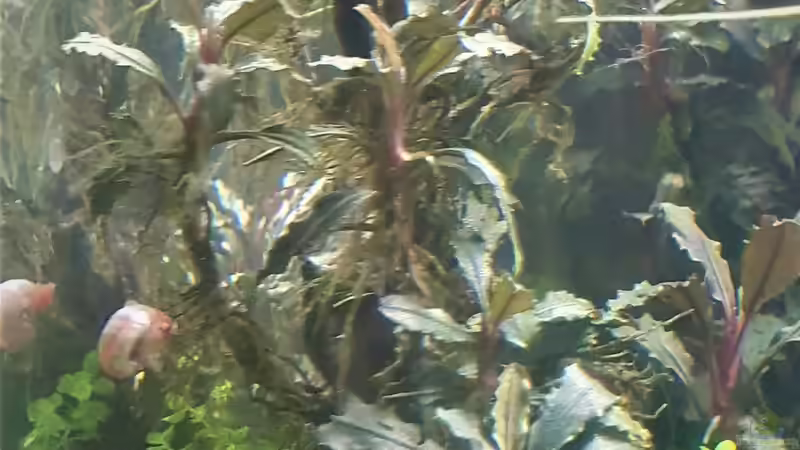 Bucephalandra von piet (7)