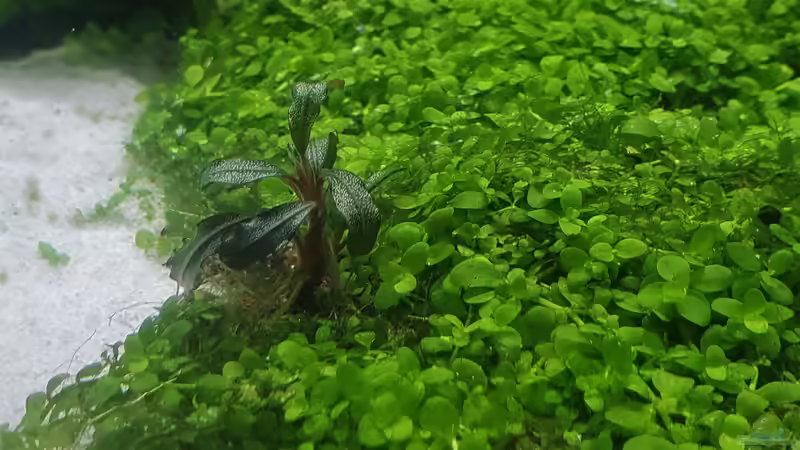 Bucephalandra von piet (8)