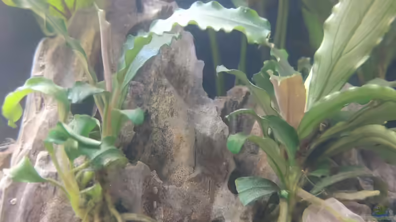 Bucephalandra von Wall-E (13)