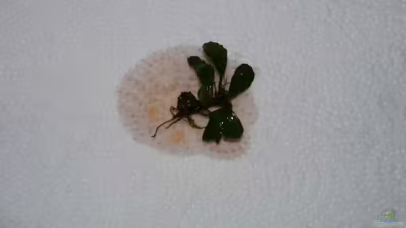Bucephalandra (wahrscheinlich ´Brownie Ghost´) von Zebraschneggla (4)