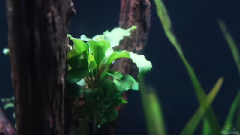 Bucephalandra Wavy Green von ernst11 (17)