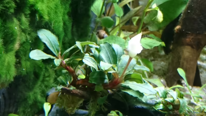 Bucephalandra Wavy Green von Inuki (4)