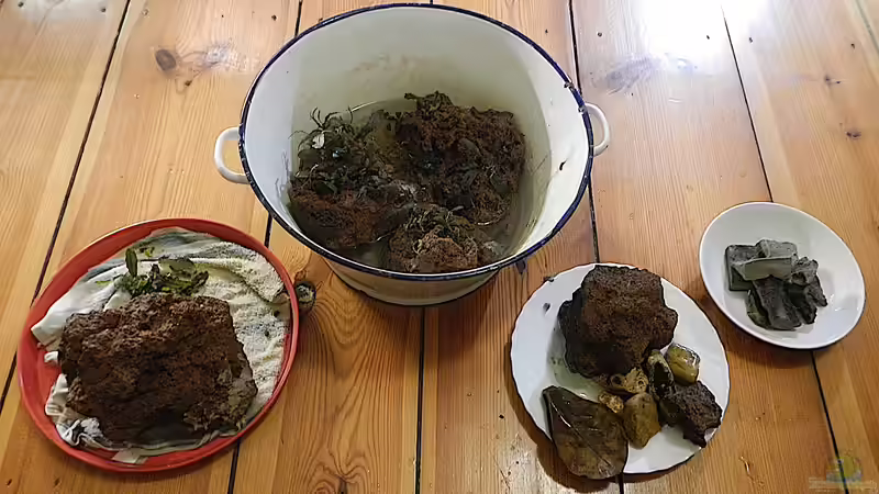 Bucephalandren auf Lavastein. Mein Boden trägt Basalt nicht.. von miv (3)