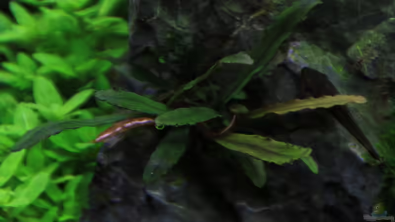 Bucephelandra Golden Bell von LouFe (8)