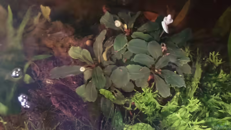 Bucephlandra sp. ´Weihnachtsgeschenk´. von miv (20)