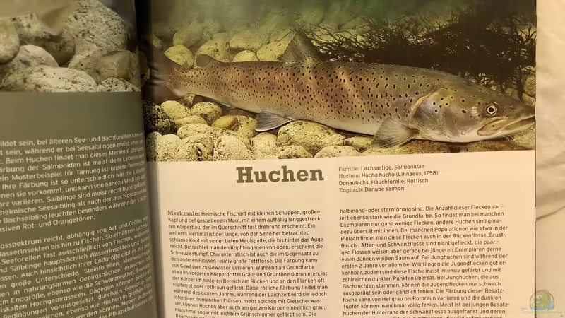 Buch-Vorstellung ???Fische, Krebse & Muscheln in heimischen Seen und Flüssen???