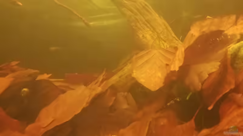 Bucheblätter von Daniel Krmr (10)