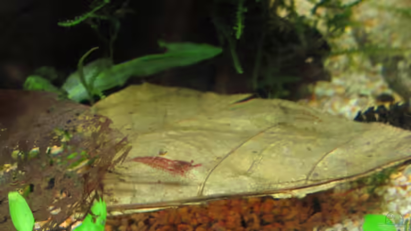 Buchen - und Catappablatt von Aquilegia (13)