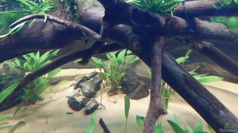 Buchenäste, Rinde entfernt, trocknen lassen und etwas abgespült, der längste ist von Merotheq (44)