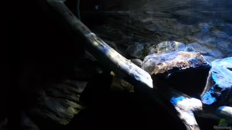 Buchenast im Detail von links oben ins Becken von Sebastian O. (22)