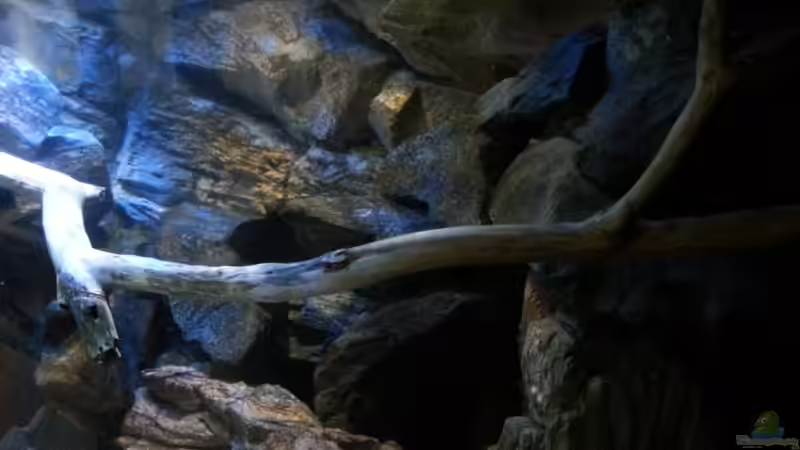 Buchenast im Detail von Sebastian O. (19)