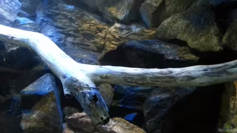 Buchenast im Detail von Sebastian O. (20)