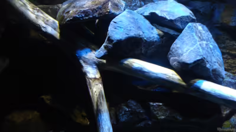 Buchenast im Detail von Sebastian O. (21)