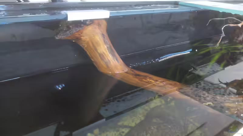 Buchenast von Fichte (76)