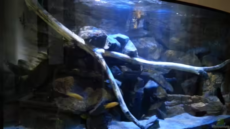 Buchenast von links oben nach rechts von Sebastian O. (17)