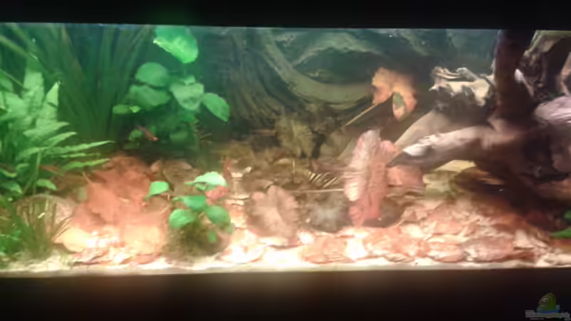 Buchenblätter  von Snow-white89 (7)