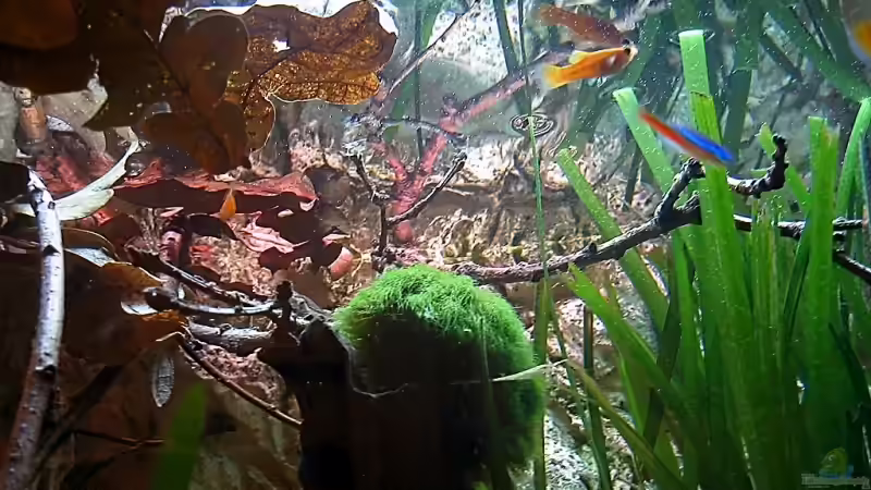 Buchenblätter und Eichenblätter  von Dennis Klusmann (9)