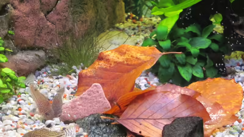 Buchenblätter von tomsabi (5)