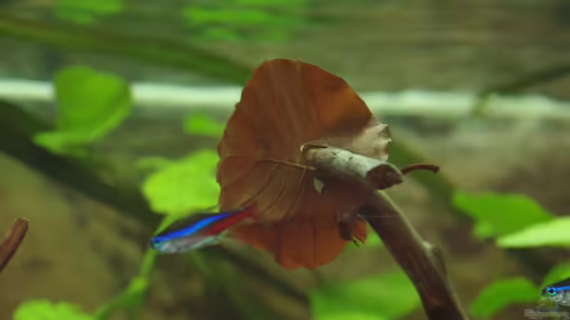 Buchenblatt mit Besuch von Herr H. (19)