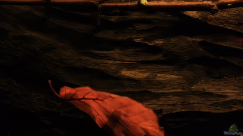 Buchenblatt von Florian Bandhauer (29)