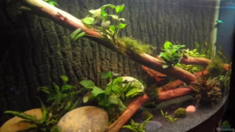 Buchenholz mit Moos und Quarz Steine von Heiko Stracke (7)