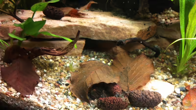 Buchenlaub, Erlenzapfen und Zweige von bocap (22)