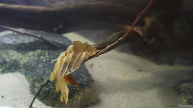 Buchenlaub gehört ebenfalls dazu ! von Florian Bandhauer (60)