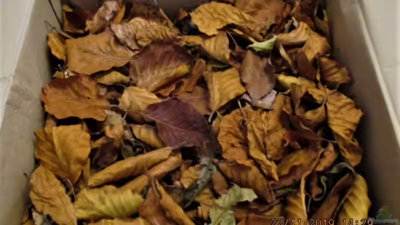 Buchenlaub Lieferung von okefenokee (61)