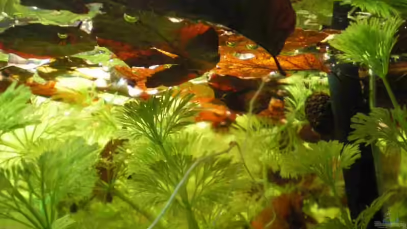 Buchenlaub noch an der Oberfläche von CPeters (2)