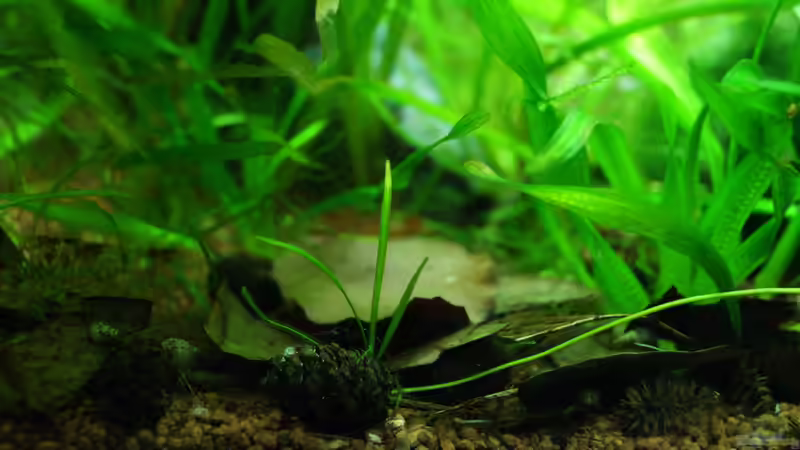 Buchenlaub/Seemandelbaumblätter von Guido Seifert (31)