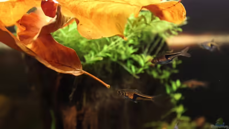 Buchenlaub von Annika (32)