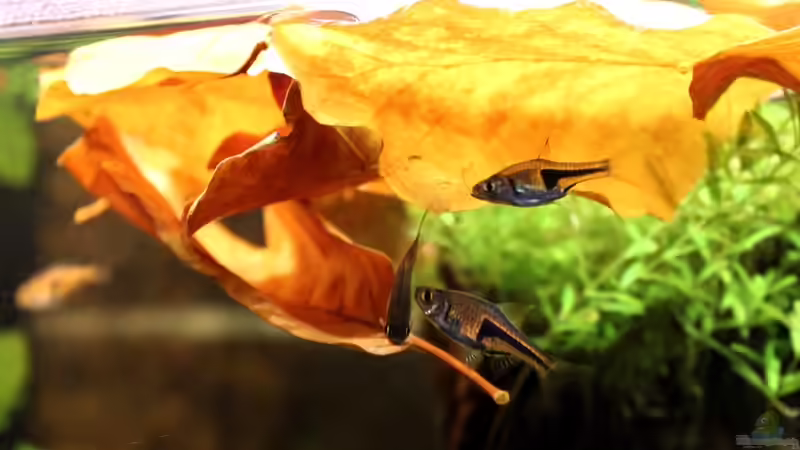 Buchenlaub von Annika (33)