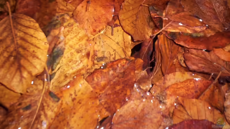 Buchenlaub von Didi (25)