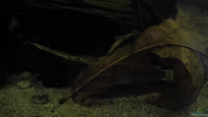 Buchenlaub von Jemafa (26)