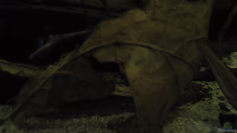 Buchenlaub von Jemafa (27)