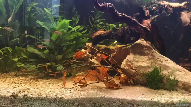 Buchenzweig mit Blätter von TinaAqua (22)