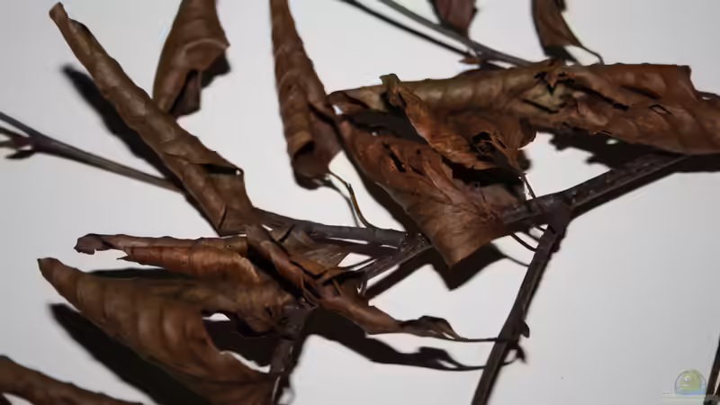 Buchenzweige mit Blättern, schön trocken für das Becken von Florian Bandhauer (33)