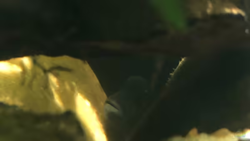 Buckelkopfcichlide - Männchen  von schroepse (20)