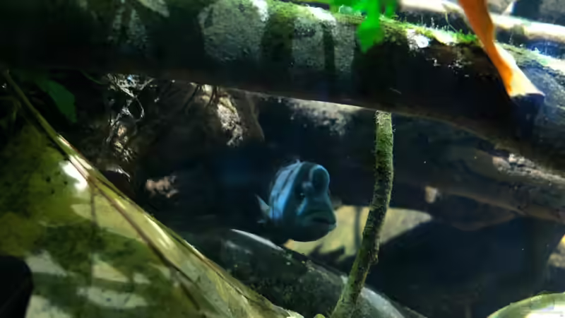 Buckelkopfcichlide - Männchen  von schroepse (22)